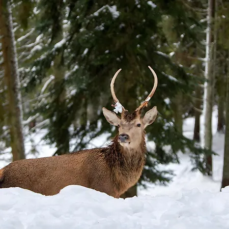 Appartamento Haus Hubertus *